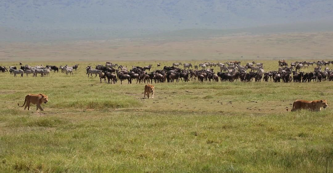Serengeti National Park Tanzania safari